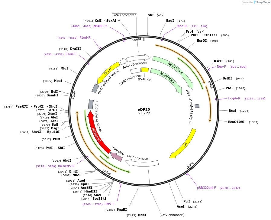 171097-plasmid-map-sequence-id-339469