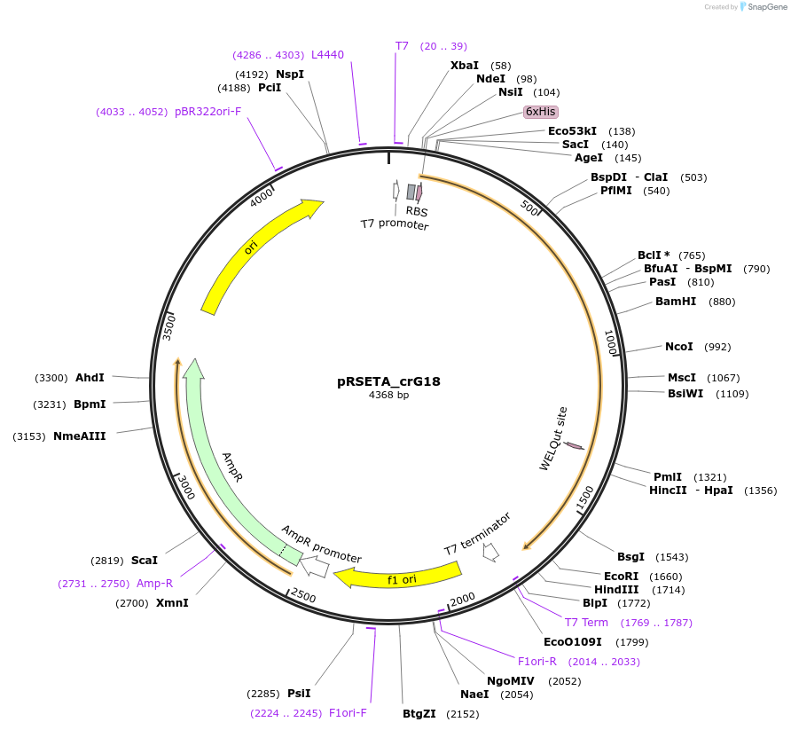 172930-plasmid-map-sequence-id-339470