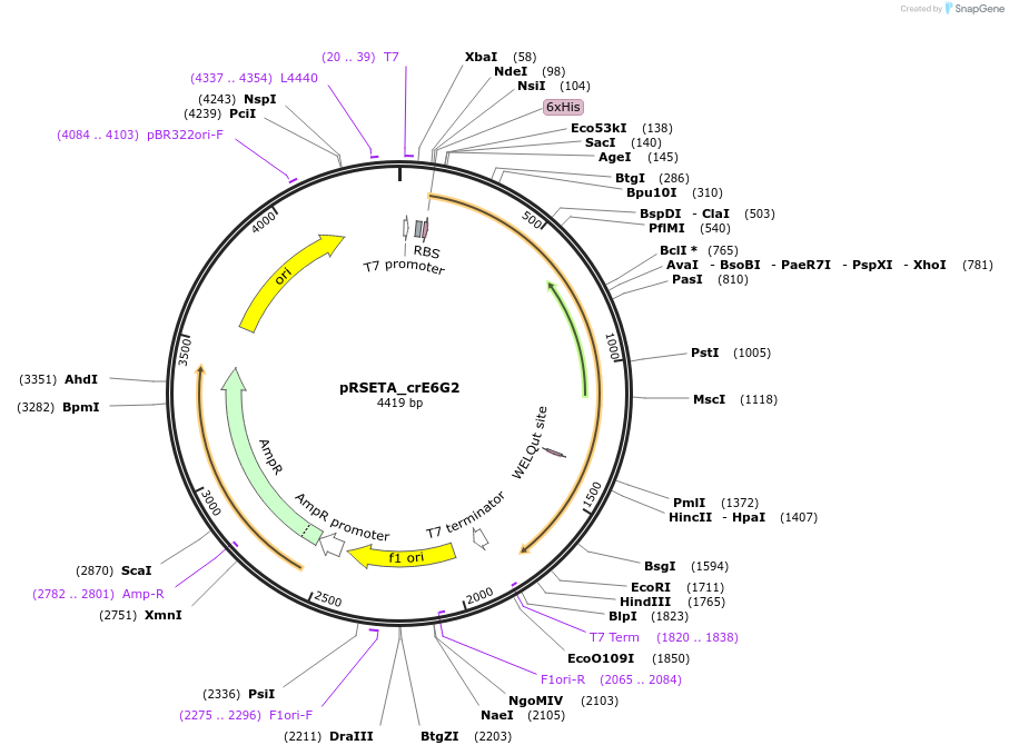 172929-plasmid-map-sequence-id-339474