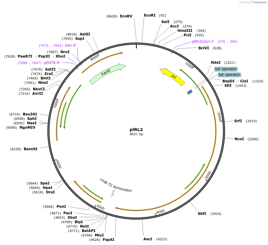 163631-plasmid-map-sequence-id-339479