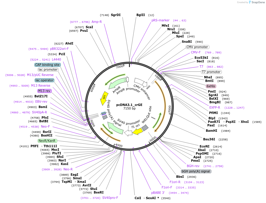 172933-plasmid-map-sequence-id-339481