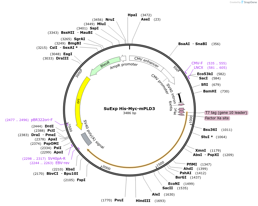 173853-plasmid-map-sequence-id-339485