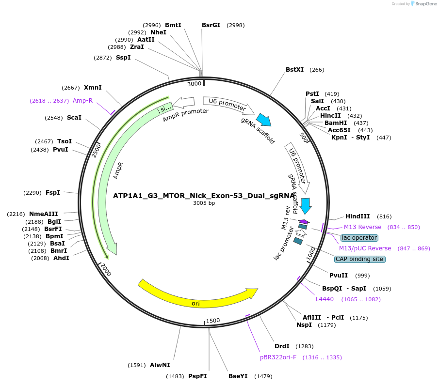 173211-plasmid-map-sequence-id-339506