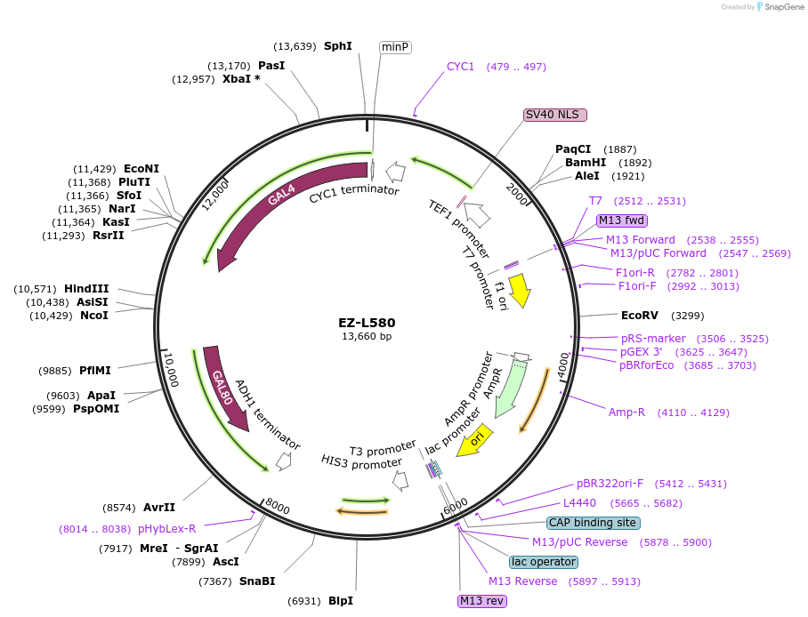 173023-plasmid-map-sequence-id-339512