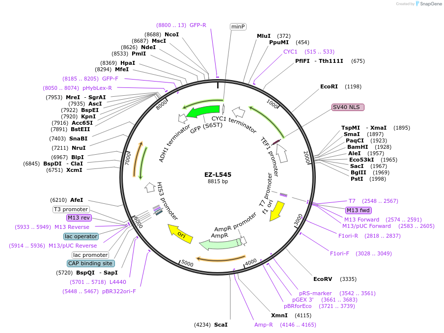 173024-plasmid-map-sequence-id-339513