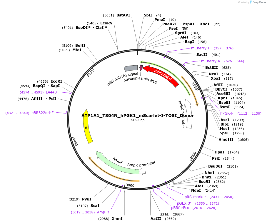173208-plasmid-map-sequence-id-339517