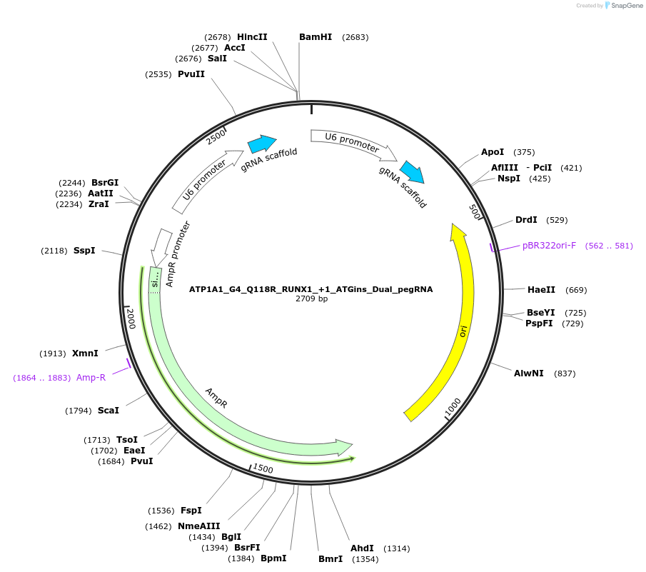 173213-plasmid-map-sequence-id-339522