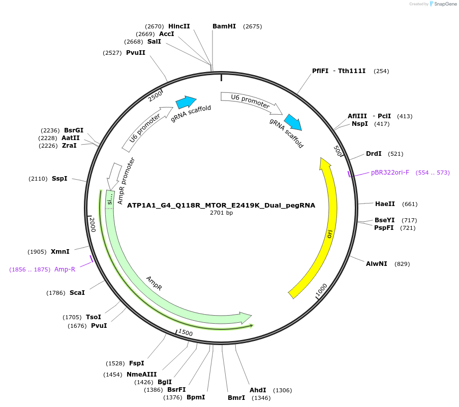 173209-plasmid-map-sequence-id-339524