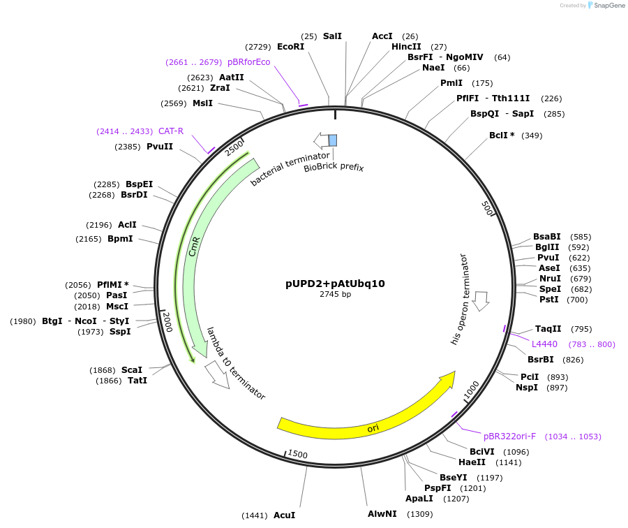 170877-plasmid-map-sequence-id-339540