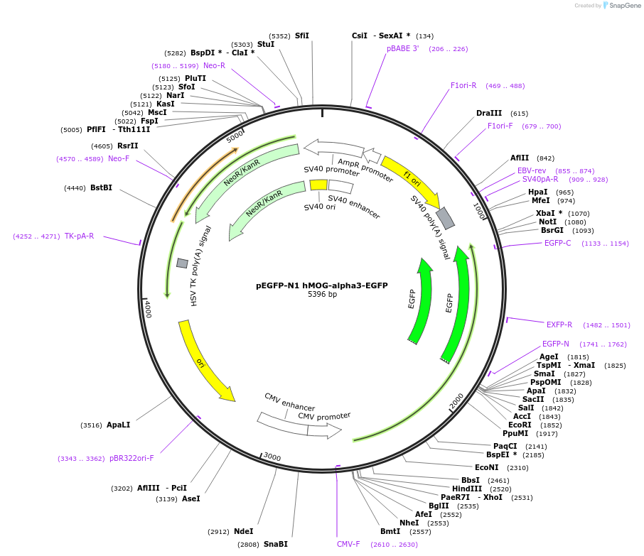 160977-plasmid-map-sequence-id-339545