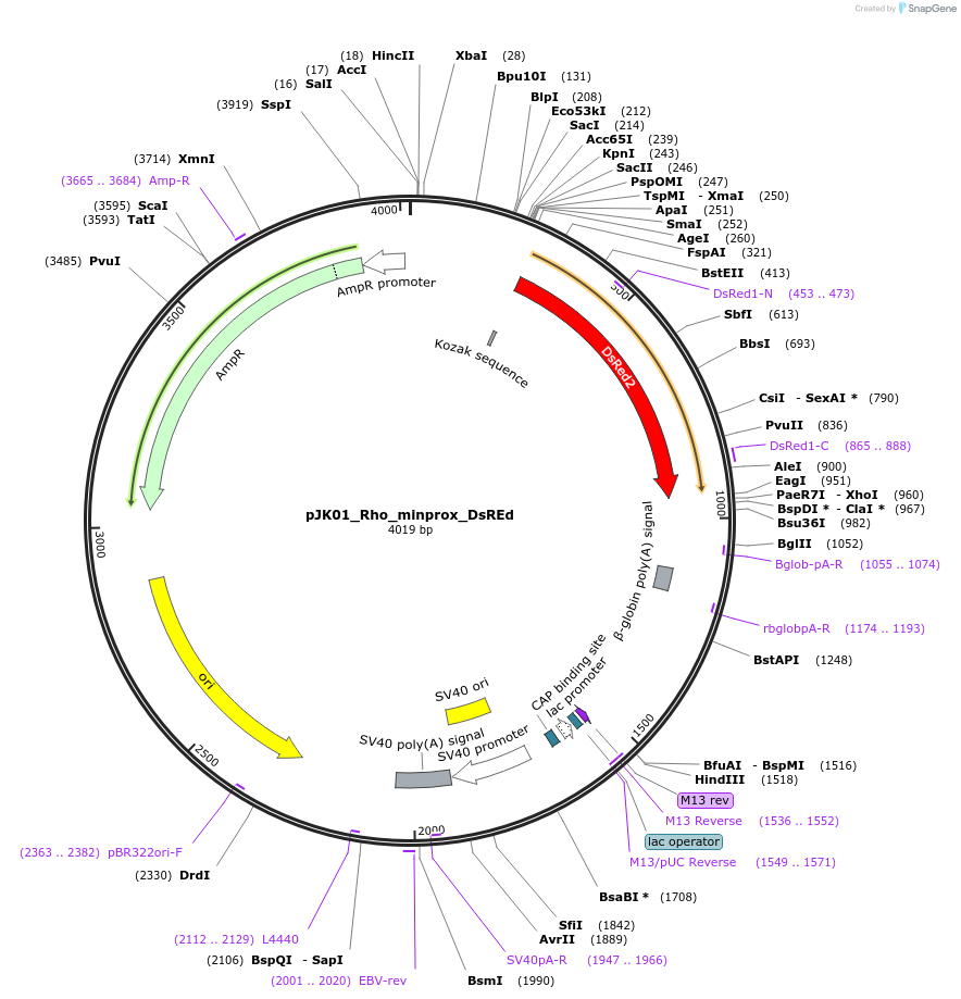 173489-plasmid-map-sequence-id-339547