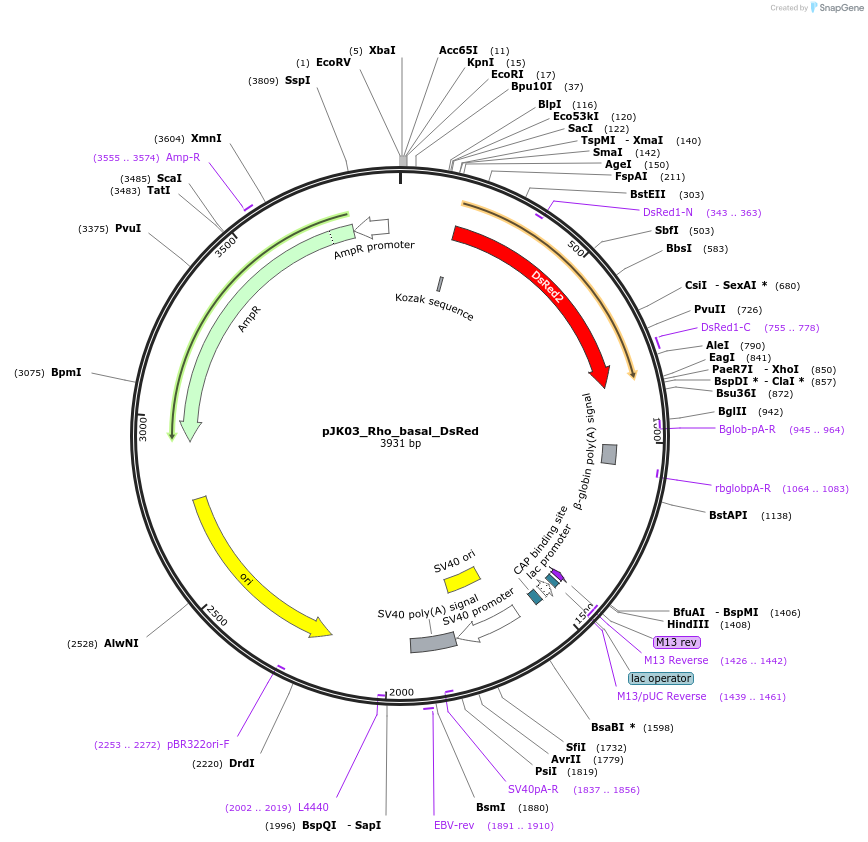 173490-plasmid-map-sequence-id-339548