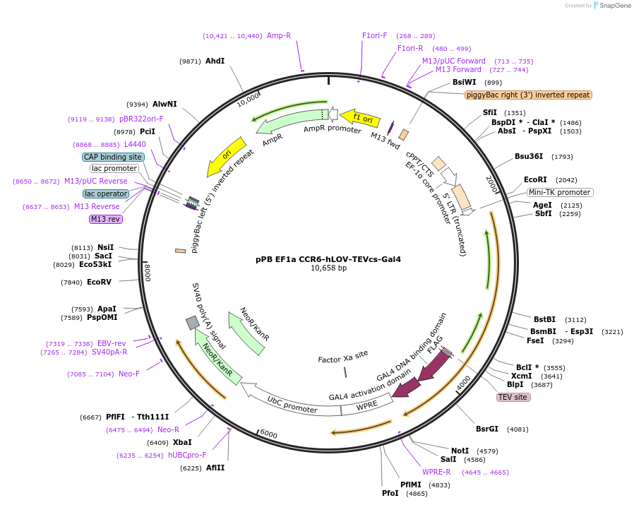 173120-plasmid-map-sequence-id-339550