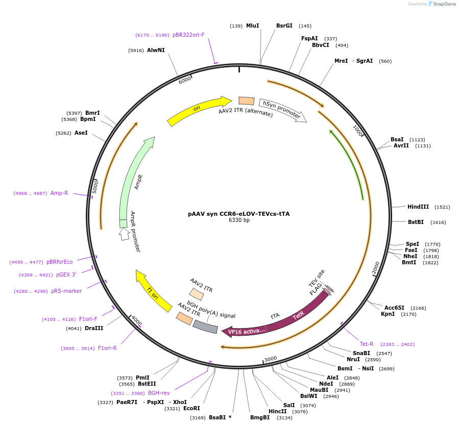 173116-plasmid-map-sequence-id-339555
