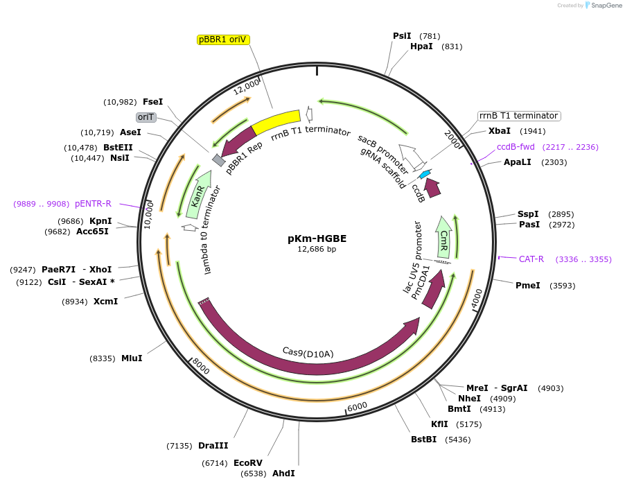 170334-plasmid-map-sequence-id-339559
