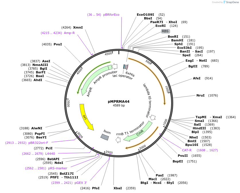 172945-plasmid-map-sequence-id-339564