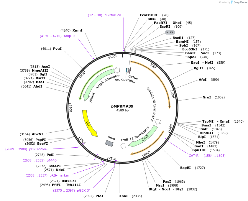172940-plasmid-map-sequence-id-339565