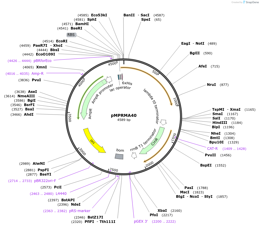 172942-plasmid-map-sequence-id-339566