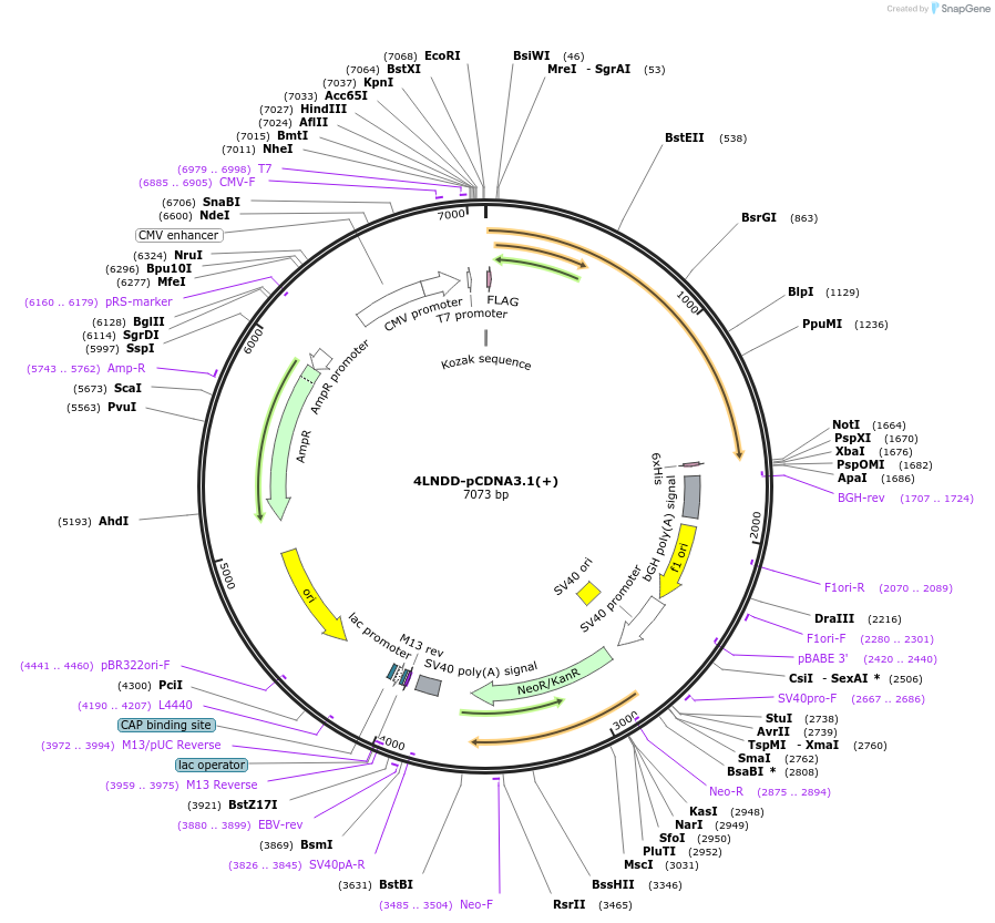 172227-plasmid-map-sequence-id-339569