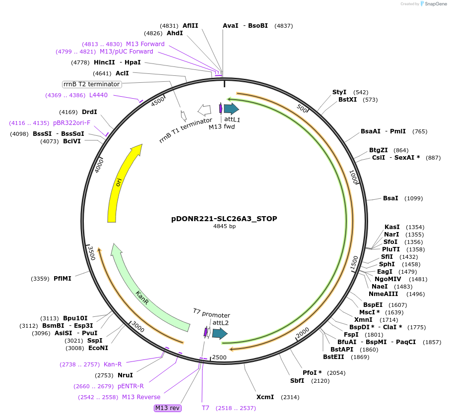 161186-plasmid-map-sequence-id-339574