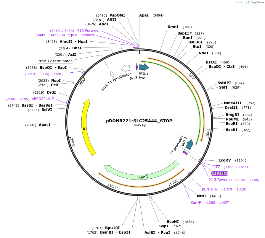 161208-plasmid-map-sequence-id-339575