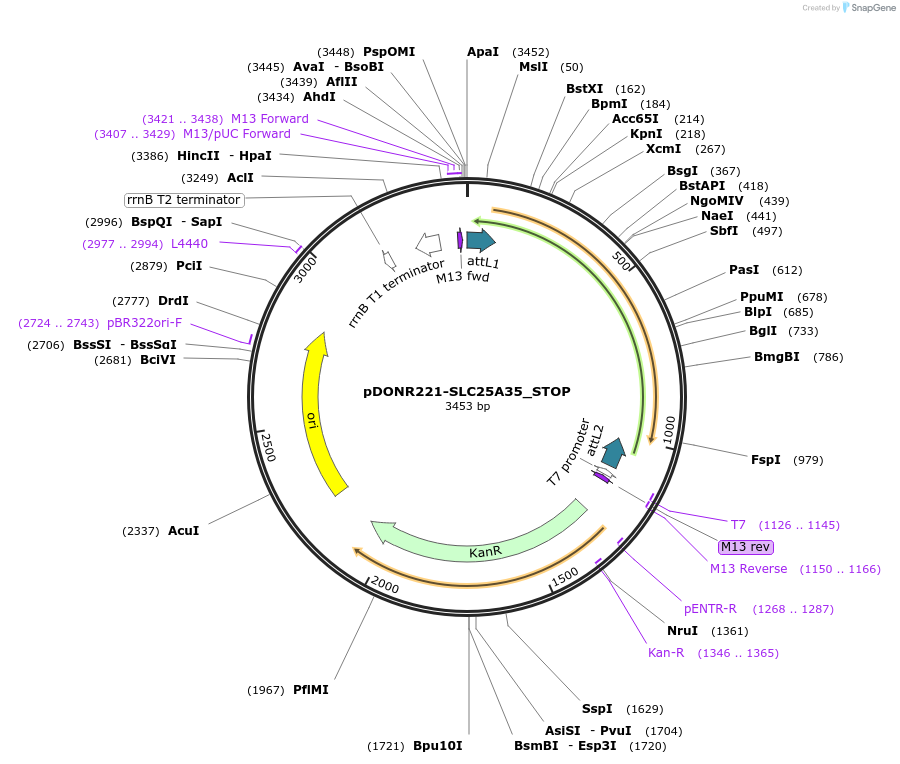 161183-plasmid-map-sequence-id-339576