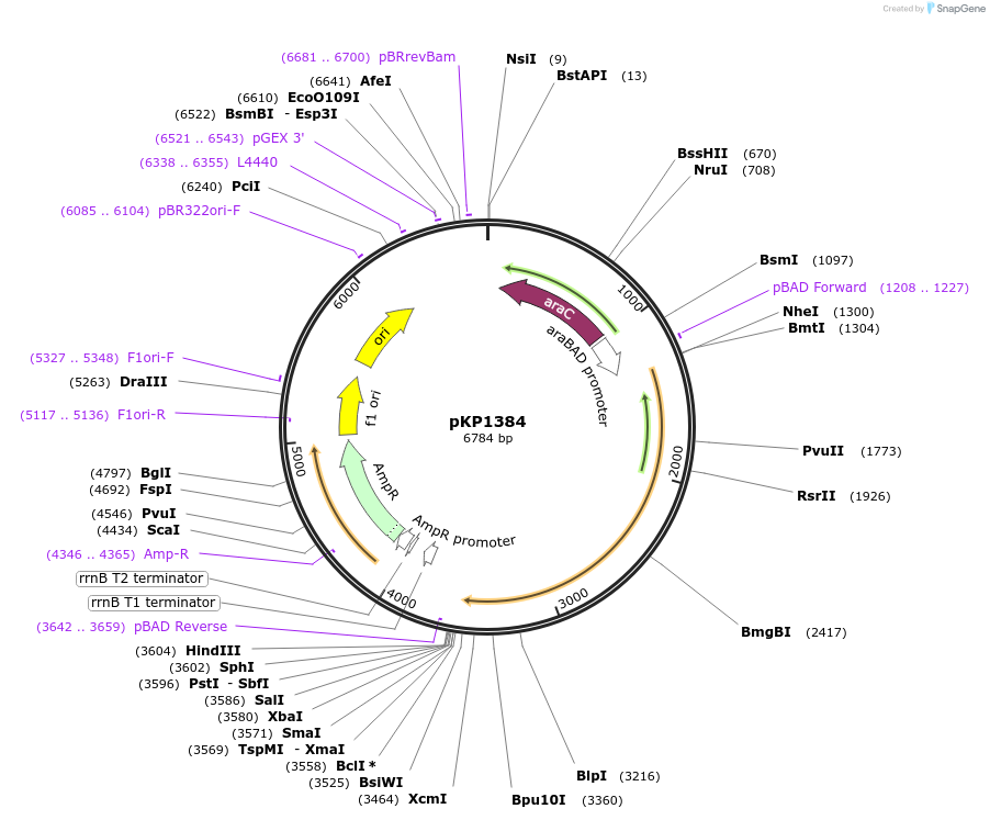 167641-plasmid-map-sequence-id-339577