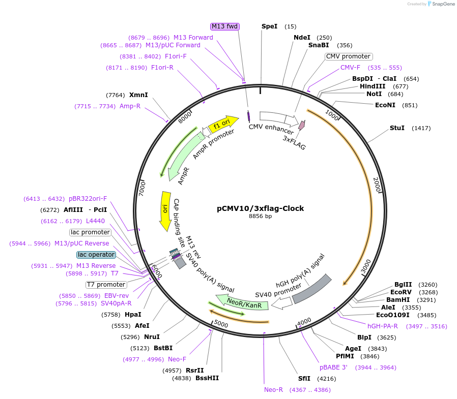 47334-plasmid-map-sequence-id-339584