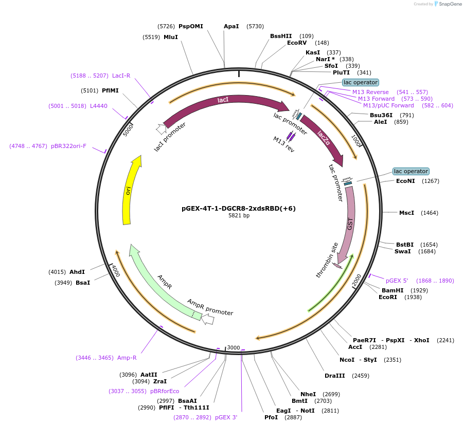 171542-plasmid-map-sequence-id-339626