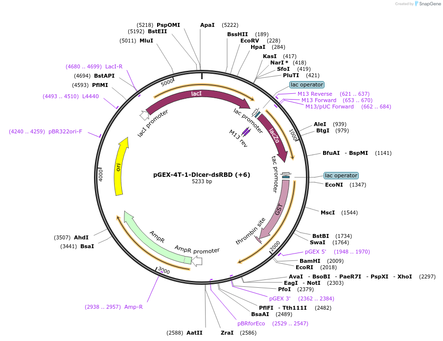 171544-plasmid-map-sequence-id-339629