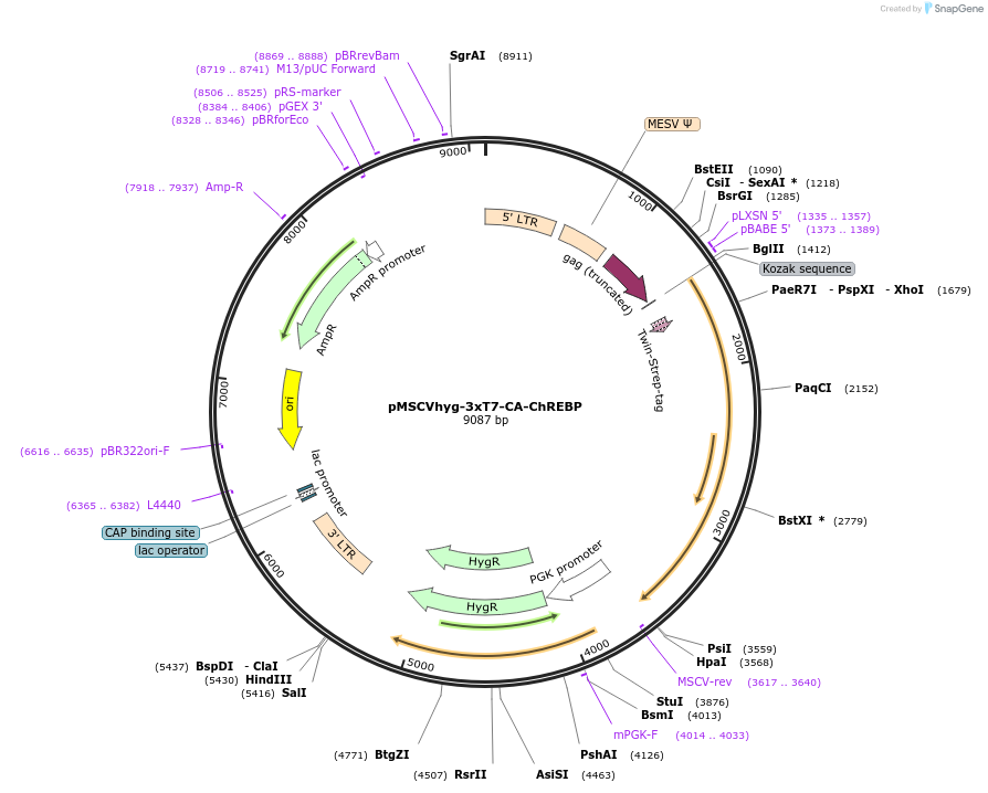 171029-plasmid-map-sequence-id-339655