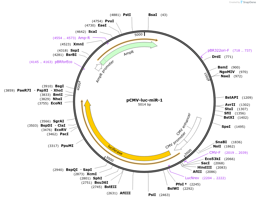 171556-plasmid-map-sequence-id-339675