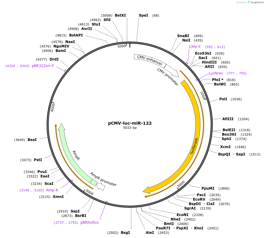 171557-plasmid-map-sequence-id-339683