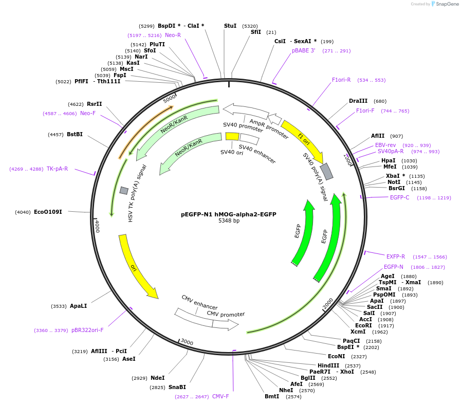 160976-plasmid-map-sequence-id-339753
