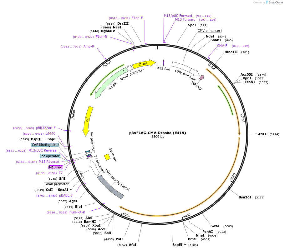 171534-plasmid-map-sequence-id-339754