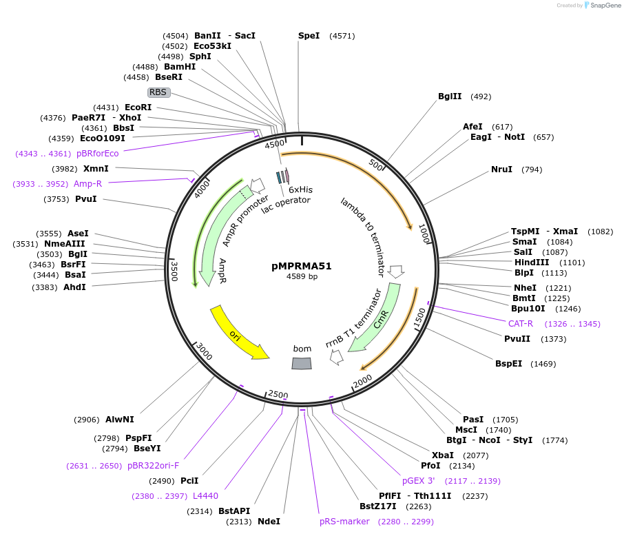 172949-plasmid-map-sequence-id-339775