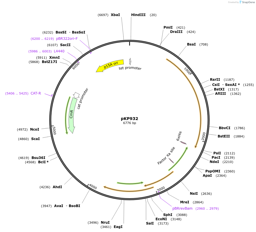 167652-plasmid-map-sequence-id-339837