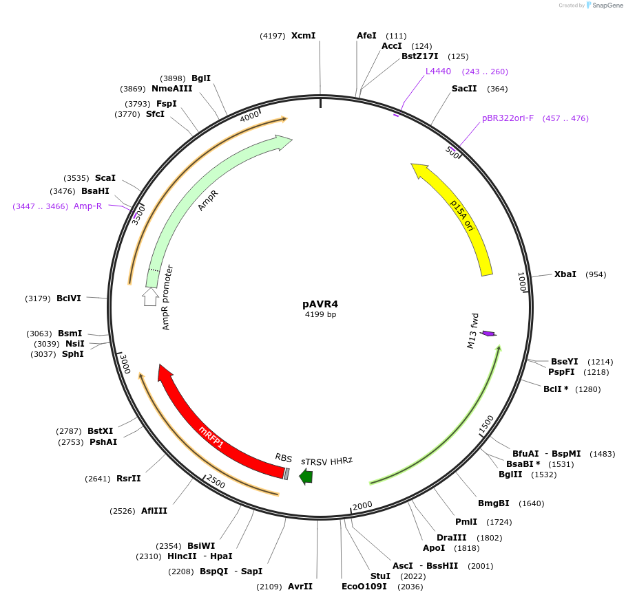 172542-plasmid-map-sequence-id-339864