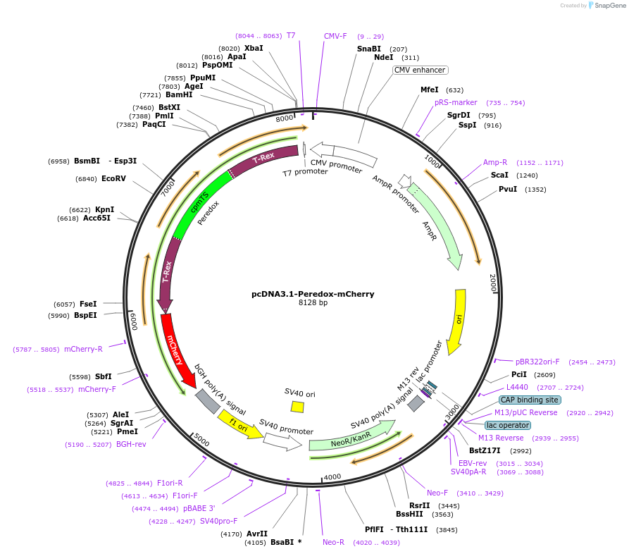 32383-plasmid-map-sequence-id-339876