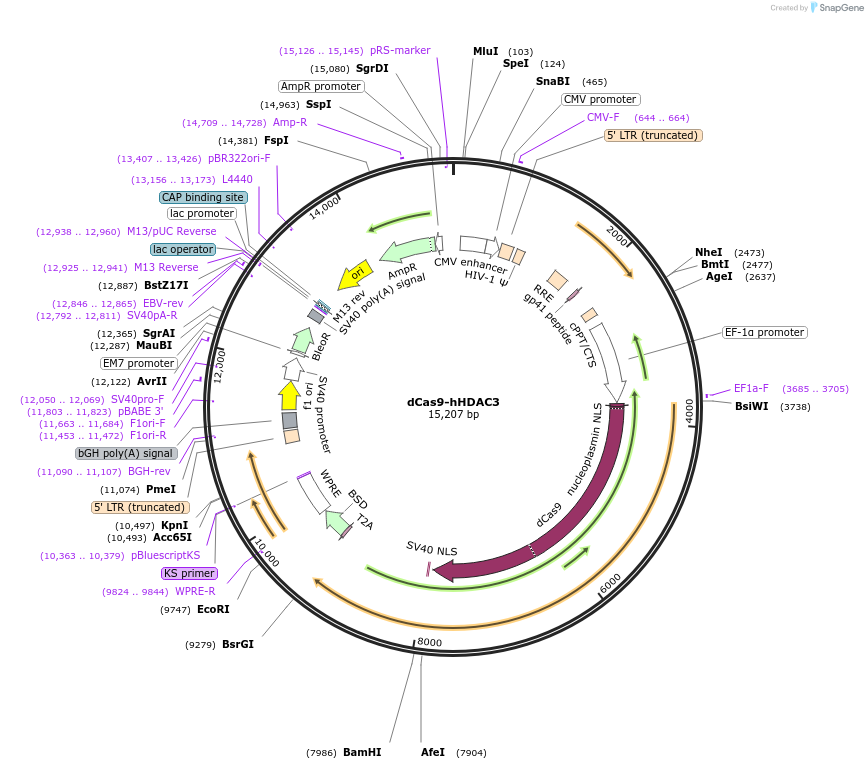 98591-plasmid-map-sequence-id-339879