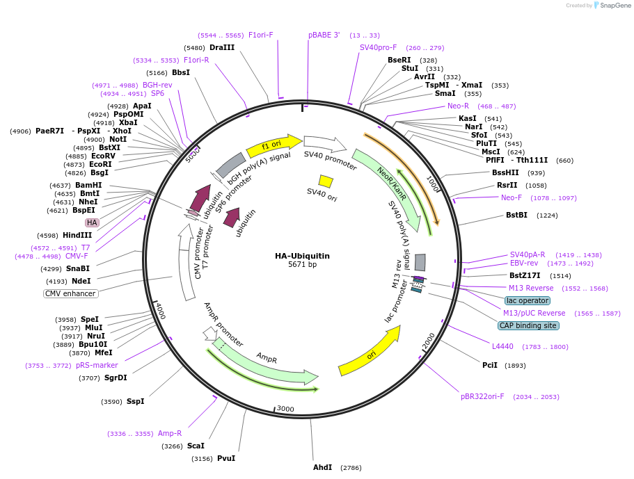 18712-plasmid-map-sequence-id-339880