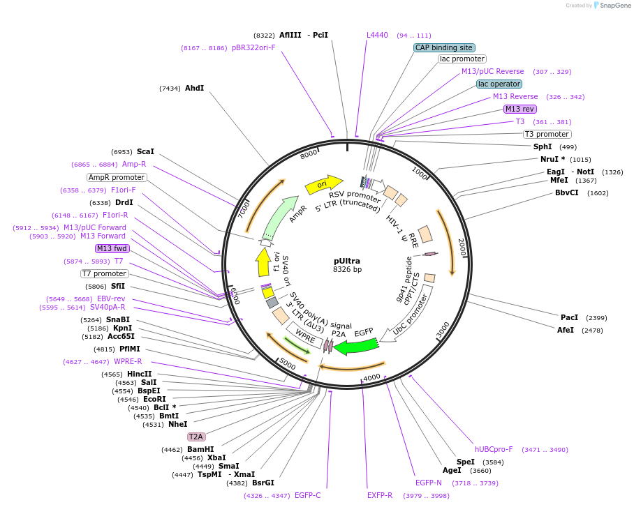 24129-plasmid-map-sequence-id-339883