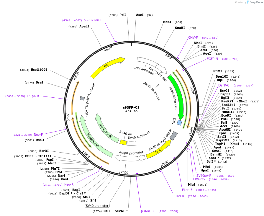 54579-plasmid-map-sequence-id-339889
