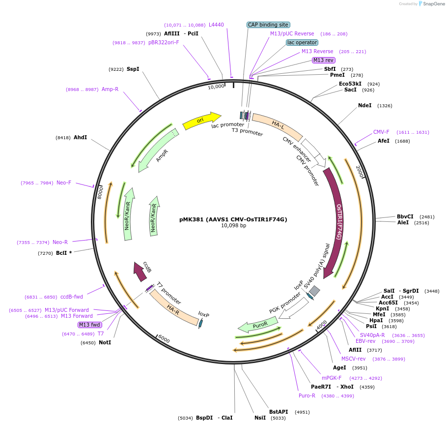 140536-plasmid-map-sequence-id-339897