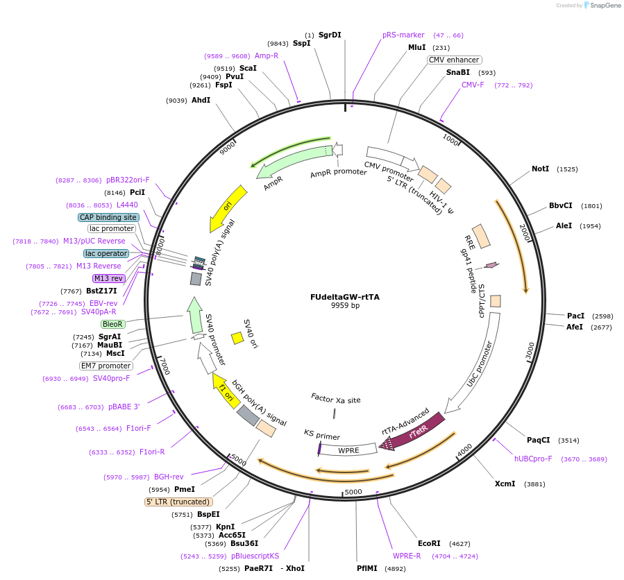 19780-plasmid-map-sequence-id-339905
