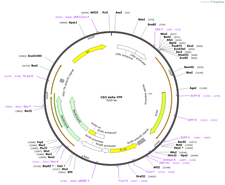 11951-plasmid-map-sequence-id-339912