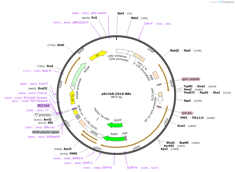 135992-plasmid-map-sequence-id-339921
