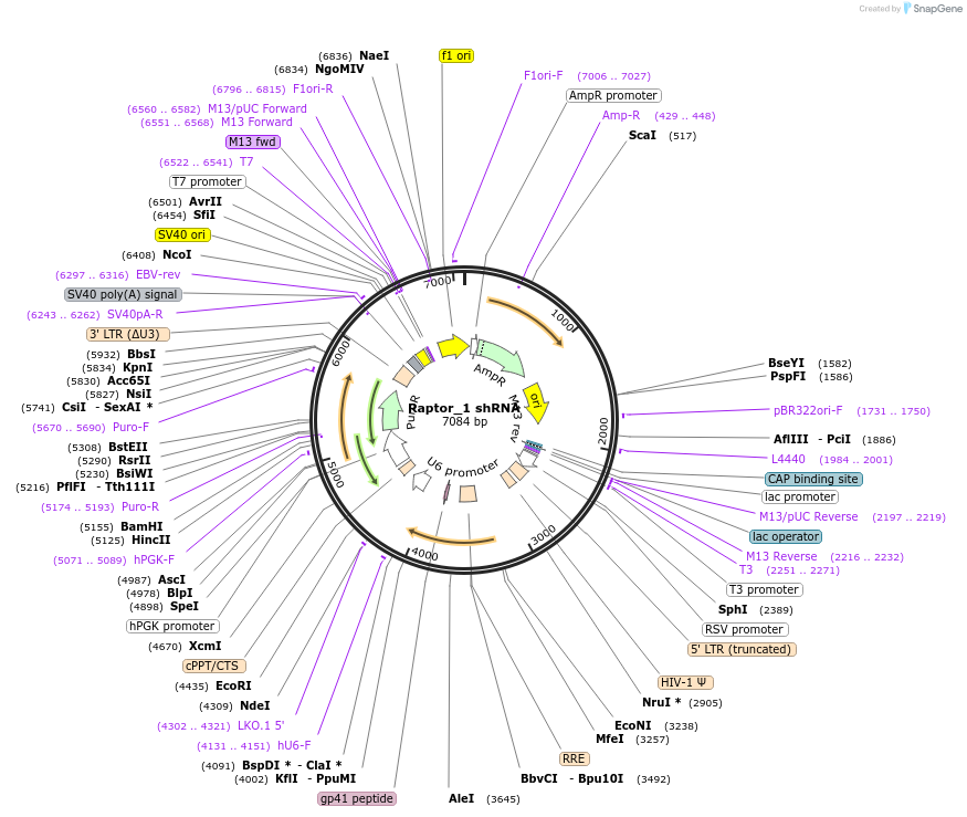 1857-plasmid-map-sequence-id-339923
