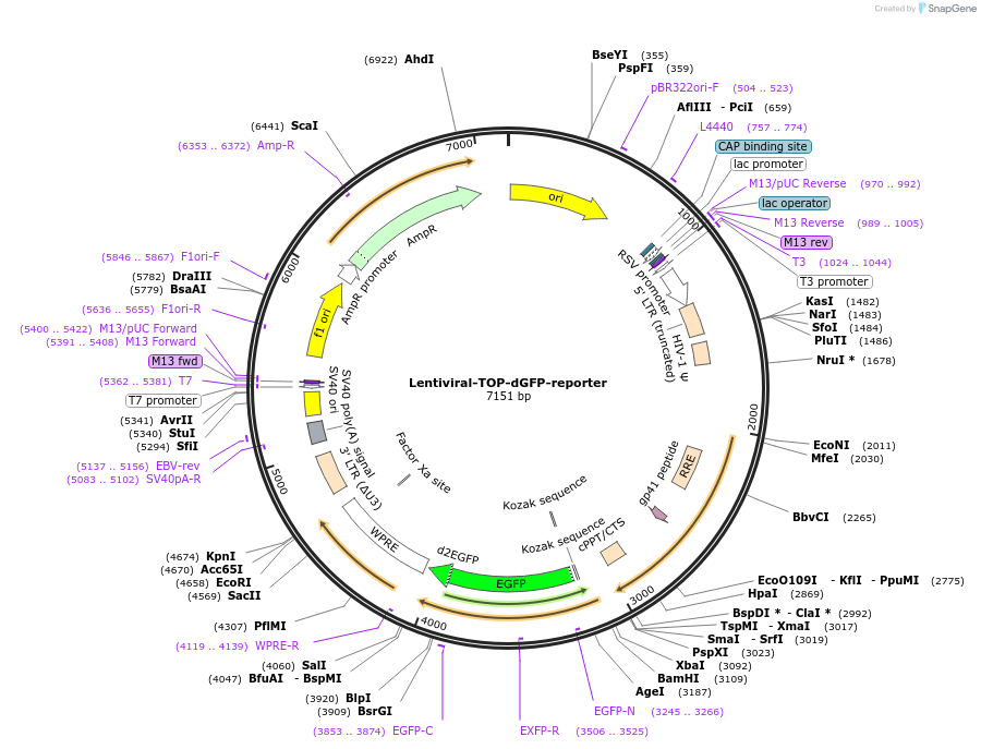 14715-plasmid-map-sequence-id-339924