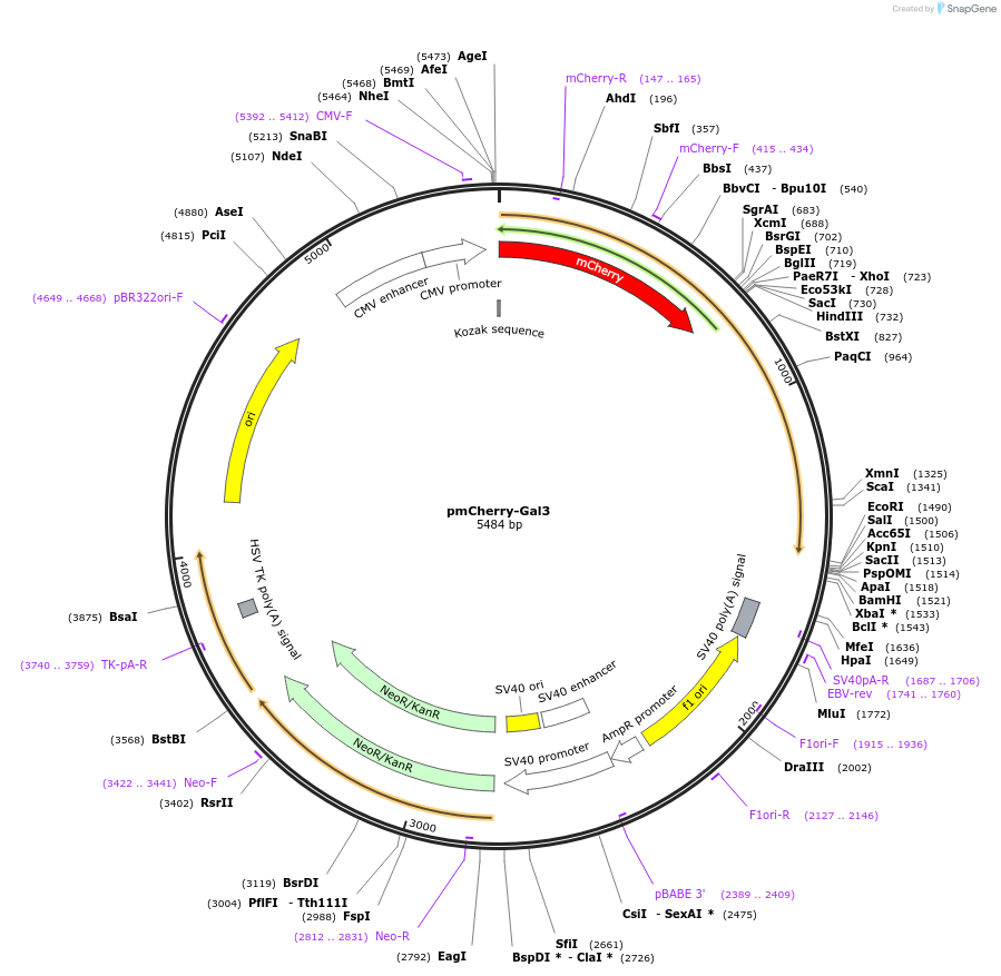 85662-plasmid-map-sequence-id-339928